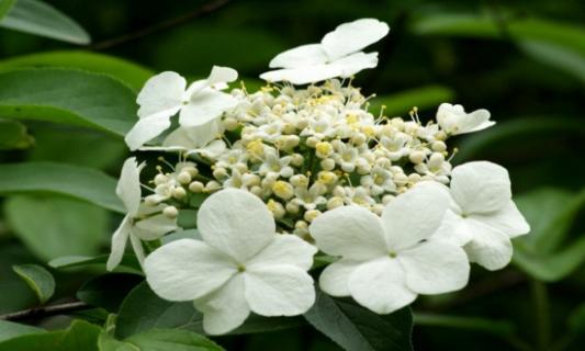 琼花怎么浇水，详解琼花浇水方法 盆栽琼花养护方法