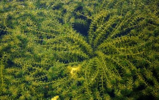 黑藻是什么生物（黑藻是什么生物?是原核还是真核生物）