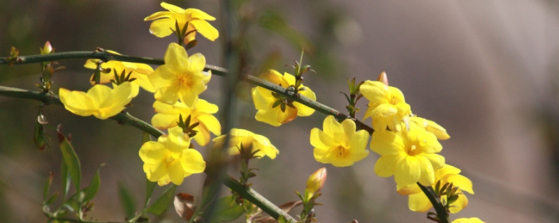 迎春花夏季怎么修剪（迎春花夏季怎么修剪迎春花盆景）