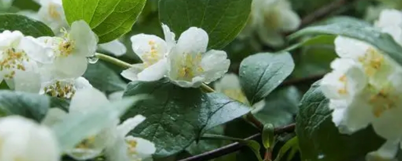 茉莉花冬天叶子干枯怎么办 茉莉花冬天干枯了