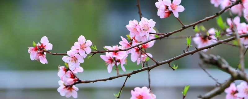 桃花适合在什么地方生长（桃花适合种在什么地方）