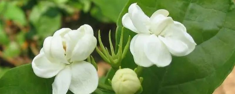 茉莉花冬季修剪时间和方法 茉莉花秋冬季修剪