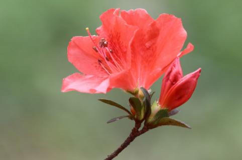 夏季杜鹃花干枯掉叶怎么办