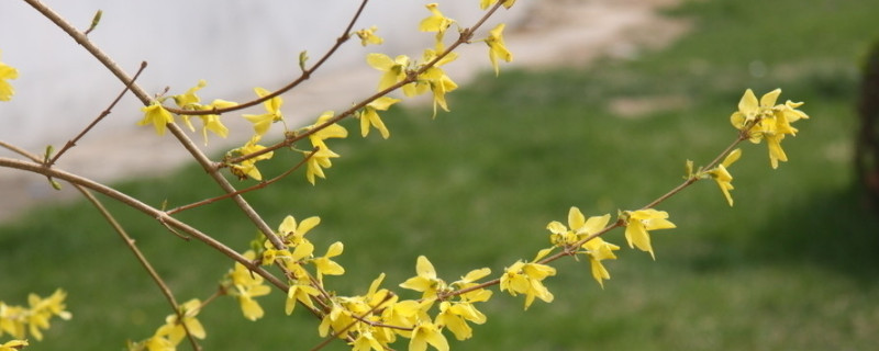 迎春花花语和寓意（迎春花花语和象征意义）