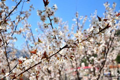 桃花枝条怎么养