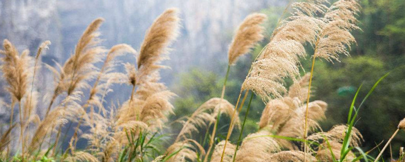 芦苇可以造纸吗（芦苇和木材可以造纸吗）