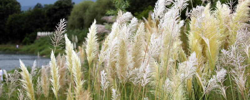 芦苇怎么除根 芦苇如何除根