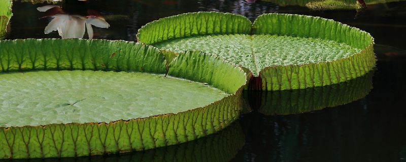 王莲的花语是什么（关于莲的花语）