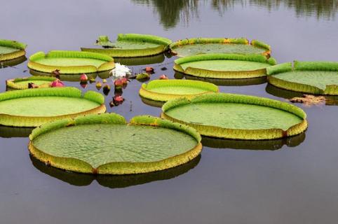 王莲几点开花