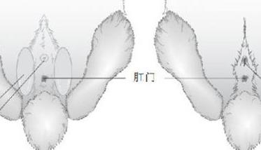 如何辨别兔子雌雄的方法 怎么辨别雌雄兔子