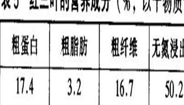 红三叶草的功效与作用 红三叶草图片