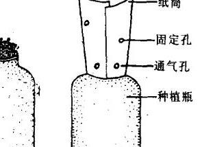 怎样用高粱酒糟瓶种金针菇