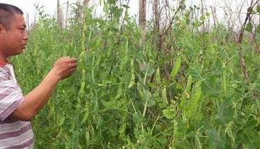 温室菜豆无公害种植方法 温室菜豆无公害种植方法视频