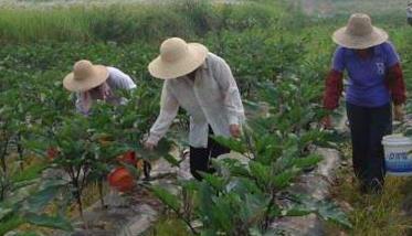 茄子施什么肥效果好 茄子施什么肥最好