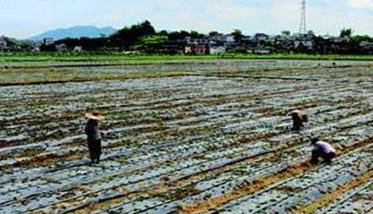 韭菜花种植管理技术及其应注意事项 韭菜花种植管理技术及其应注意事项是什么