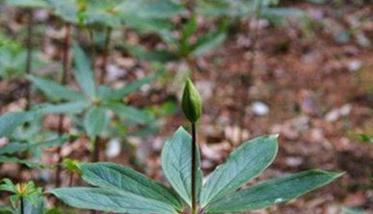 七叶一枝花的移栽与管理要点