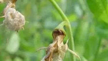 豌豆芽枯病发病原因 豌豆芽枯病是什么样子