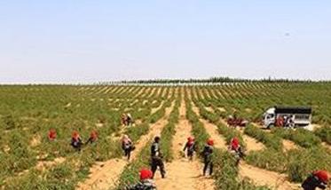 种植枸杞怎样进行土壤与施肥的管理（种植枸杞怎样进行土壤与施肥的管理呢）