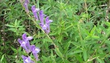 黄芩种植技术要点