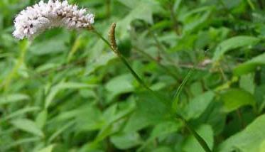 北沙参高产栽培技术 北沙参种植技术