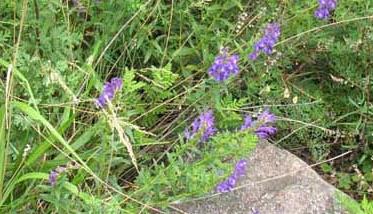 黄芩高产栽培技术 黄芩高产栽培技术,最佳种植时间