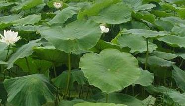 浅水藕的种植技术要点（深水藕的种植技术）