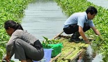 水上种植空心菜方法和技巧（水上空心菜最方便的种植方法）