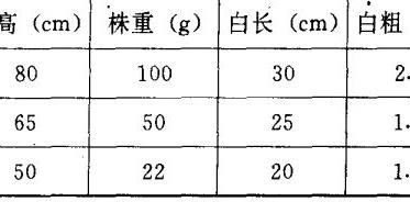 大葱葱苗分级标准 葱苗是大葱吗