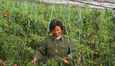 温室油桃种植技术及定植后的管理（温室油桃坐果管理）