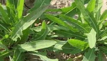 种植野菜有前景吗（种植野菜有前景吗知乎）