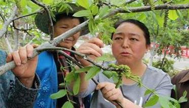 核桃树疏花疏果的方法 桃树疏花最佳方法