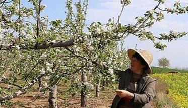 提高苹果品质的主要技术措施有哪些 提高苹果品质的主要技术措施有哪些呢