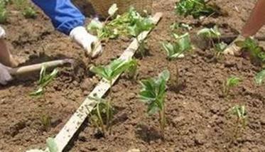 草莓种植方法简介（草莓的种植步骤）