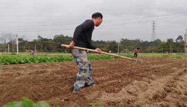 人参果种植技术要点与步骤（人参果的栽培技术和要点）