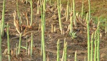 芦笋种植注意事项 种植芦笋需要什么条件