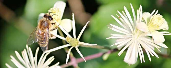 蜜蜂的生活特征有哪些 蜜蜂还有哪些特点和生活方式