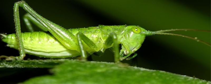 蝈蝈是益虫还是害虫（蝈蝈是益虫还是害虫视频）