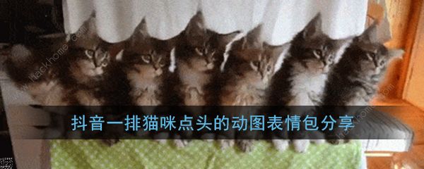 抖音一排猫咪点头gif原图 三只猫点头表情包高清分享[多图]图片1