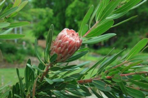 帝王花常见虫害及防治方法，详解4大常见虫害治疗方法