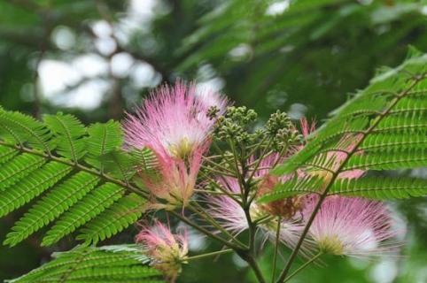 合欢树开花是在哪个节气