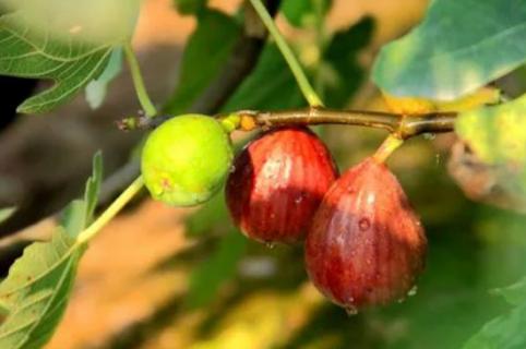 无花果开花吗