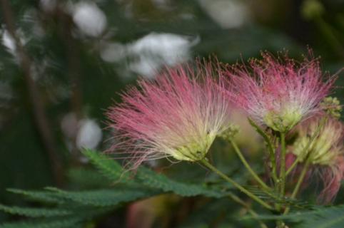 芙蓉树花的功效