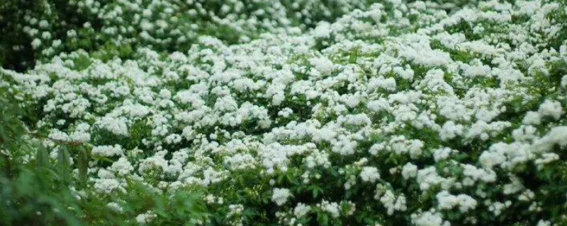 七里香怎么养才开花 七里香花的养殖方法