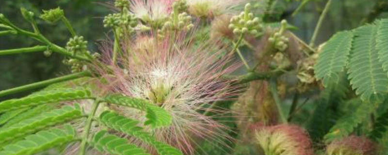 合欢树开花是在哪个节气（合欢花树开花是哪个节气）