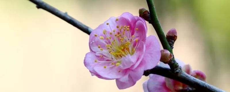 梅花的别称雅称有哪些 梅花的雅称都有哪些