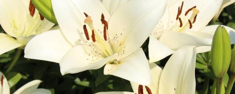 五朵百合花代表什么意思（五朵百合花的寓意）