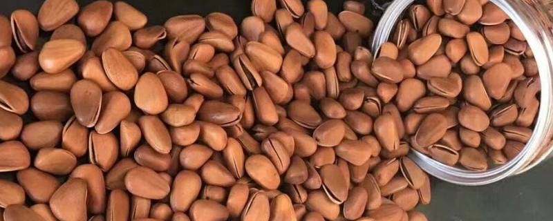 松子的生活环境（松的生存环境）