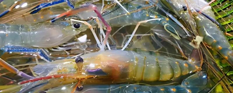 泰虾到底是什么虾 泰国虾是什么虾