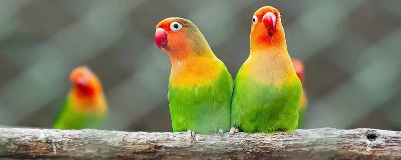 鹦鹉智商相当于人几岁（牡丹鹦鹉智商相当于人几岁）