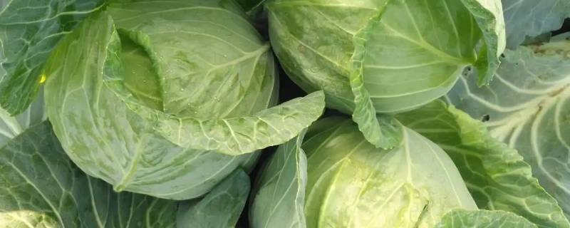 怎么切包菜 怎么切包菜丝